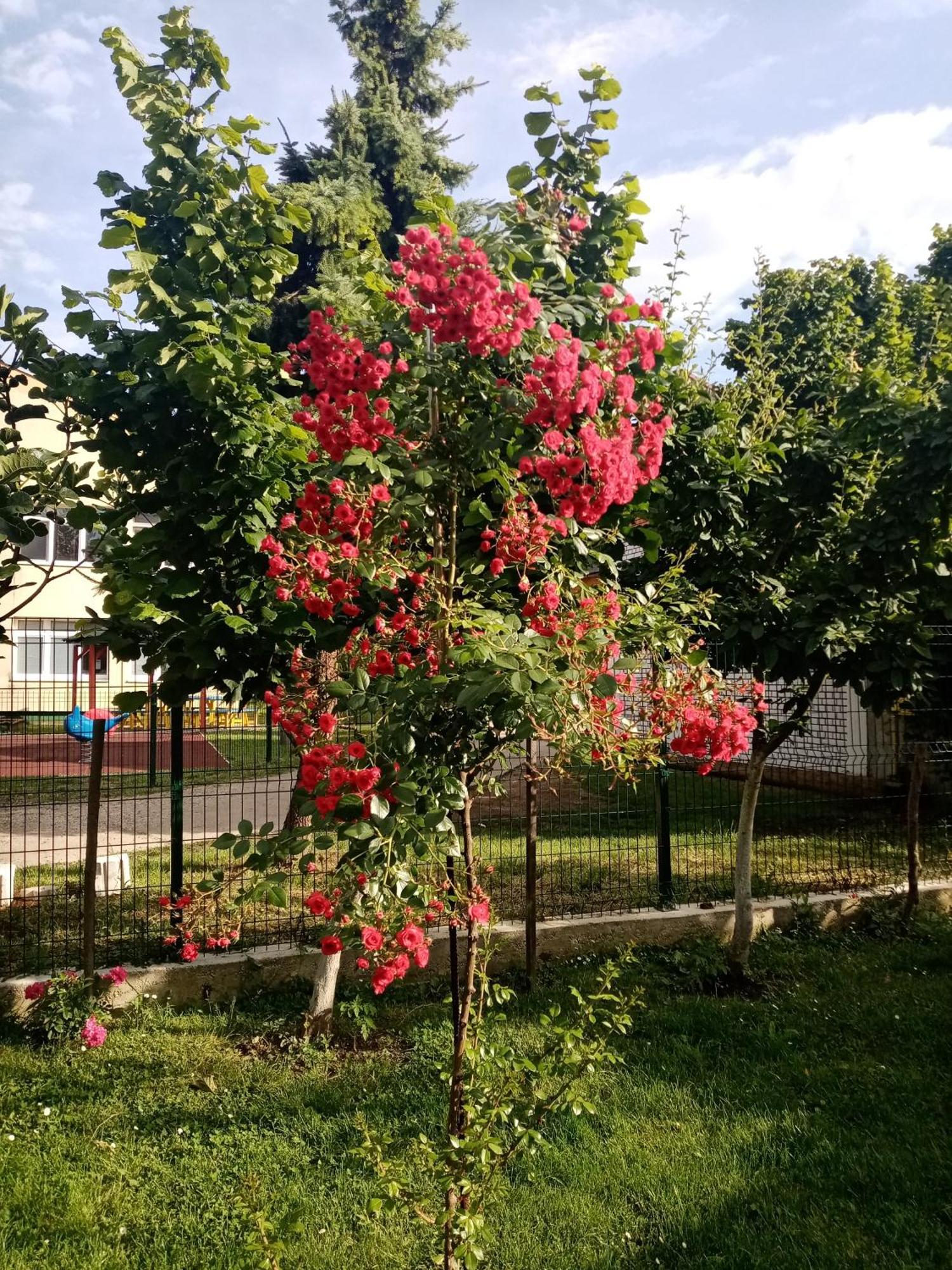 Milica Apartmani Vrdnik Ngoại thất bức ảnh